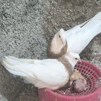 کبوتر طوقی وشاپر