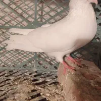 کبوتر|پرنده|اهر, |دیوار