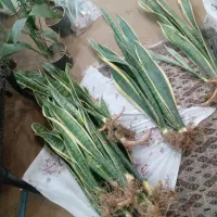 سانسوریا  فیکوس پتوس برگ انجیری