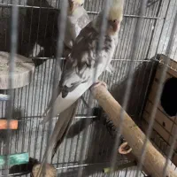 درود بر عزیزان عشق باز عروس کرم فیس سالم سلامت|پرنده|مسجد سلیمان, |دیوار