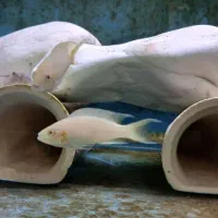 بریچاردی مولد|ماهی|مشهد, شهرک امام هادی (شهرک غرب)|دیوار