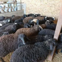 بره نره ماده|حیوانات مزرعه|تاکستان, |دیوار