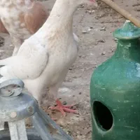 کفتر المانی