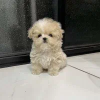 maltipooo|سگ|تهران, پونک|دیوار