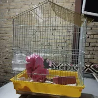 عروس هلندی نر سخنگو با دوتا قفس|پرنده|هشتگرد, |دیوار