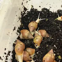 فروش حلزون|خزنده|شیراز, ریاستی|دیوار