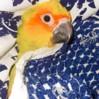 (طوطی خورشیدی گم شده)|پرنده|تایباد, |دیوار