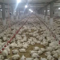 کارگر‌مرغداری