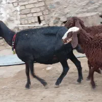 یک راس شاه میش دوقلوزا