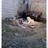 فروش الابای نر و ماده شجره دار اصیل