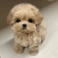 سگ پودل عروسکی باهوش بسیار زیبا حرف گوش کن