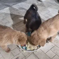 فروش توله سگ (نژاد اشپیتز)