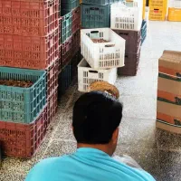 عرضه مستقیم و بدون واسطه خرمای درجه یک خاوران|خوردنی و آشامیدنی|راهگان, |دیوار