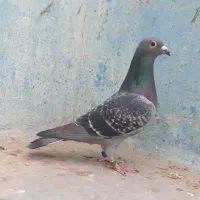 پلاکی عراق مسابقاتی درجه یک|پرنده|اهواز, کمپلو شمالی|دیوار