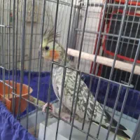 عروس هلندی ماده