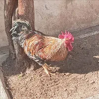 خروس محلی نازار