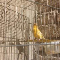 قناری پرتغالی نر