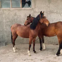 اسب نریون۱۴ماهه