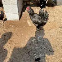 خروس مشکی پر روغنی|حیوانات مزرعه|خورموج, |دیوار