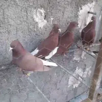 4تا سرخ دم سفید نر چندخوشکل قیمت 5تومن