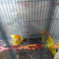 کوتوله اوپال