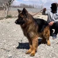 سگ ژرمن شپرد اصیل