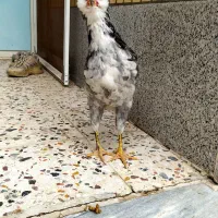 مرغ خروس گلین طوسی|حیوانات مزرعه|فولادشهر, زاینده رود|دیوار