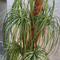 درختچه مصنوعی و گل وگلدان