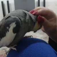 دستی وسخنگو|پرنده|ماهدشت, |دیوار