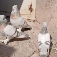 کبوتر تاکلا تُرکیه. سوسنی کاغذی. سبز عربی اصیل|پرنده|تبریز, |دیوار