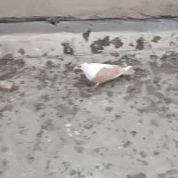 کبوتر|پرنده|اهواز, کوی پیروزی|دیوار