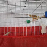 قناری نر و ماده|پرنده|یزد, |دیوار