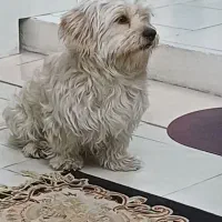 واگذاری سگ شیتزو تریر