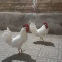 خروس سفید در کرج