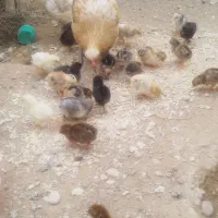 مرغ با جوجه محلی