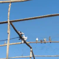 ۱۲تا کبوتر پرشی خوب|پرنده|معصومیه, |دیوار