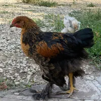 نیمچه و جوجه برهما