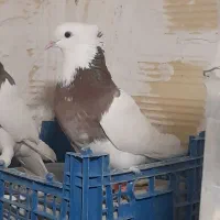 طوقی پاک|پرنده|شاهرود, |دیوار