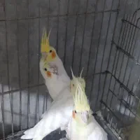 عروس هلندی مولد با دوتا جوجه بزرگ