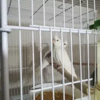 جفت عروس هلندی مولد با تخم