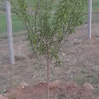 باغ فروشی درسهرین|فروش خانه و ویلا|قره پشتلو, |دیوار