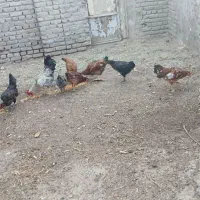 مرغ و خروس|حیوانات مزرعه|سبزوار, ابارش|دیوار