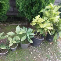 فروش گل و گیاه|عمدهفروشی|نشتارود, |دیوار