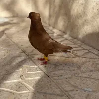 جفت کبوتر زرد دم سفید