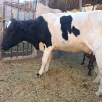 گاو و گوساله شهداد