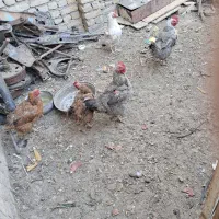 مرغ محلی تخمی ۵عدد دانه۲۷۰|حیوانات مزرعه|تربتحیدریه, حاجی یار|دیوار