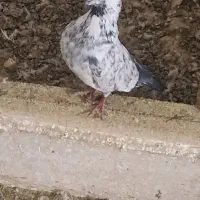 کبوتر|پرنده|کاشان, درب اصفهان|دیوار