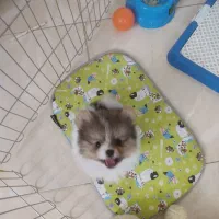 سگ پامر خرسی پاندایی