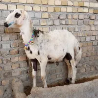گوسفند بره قوچ|حیوانات مزرعه|بروجرد, |دیوار