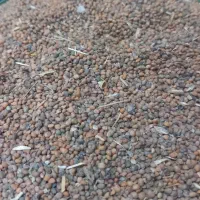 دانه خندل همراه با کرکز مخلوط